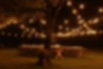 Warm string lights strung across trees at a fall outdoor wedding reception at night