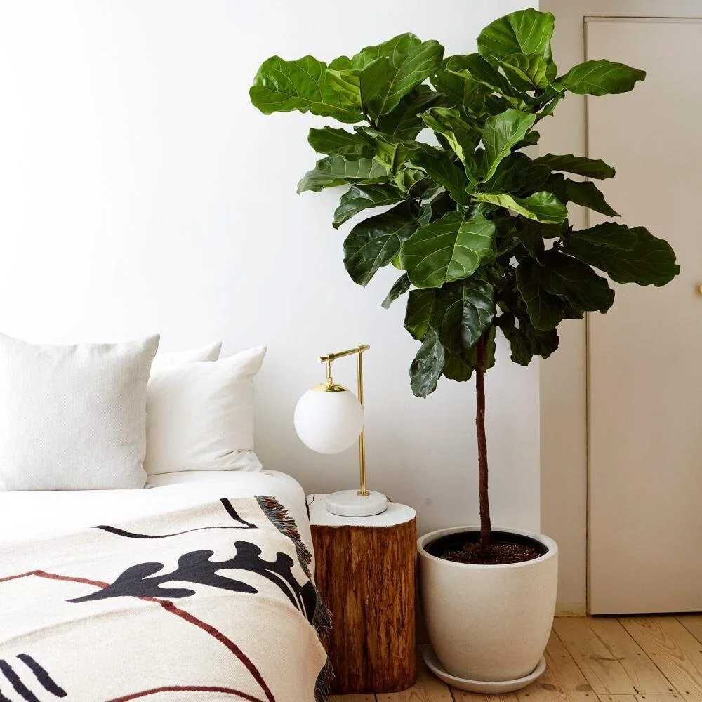Your Essential Guide to Thriving Indoor Plants: Easy to Care For Options