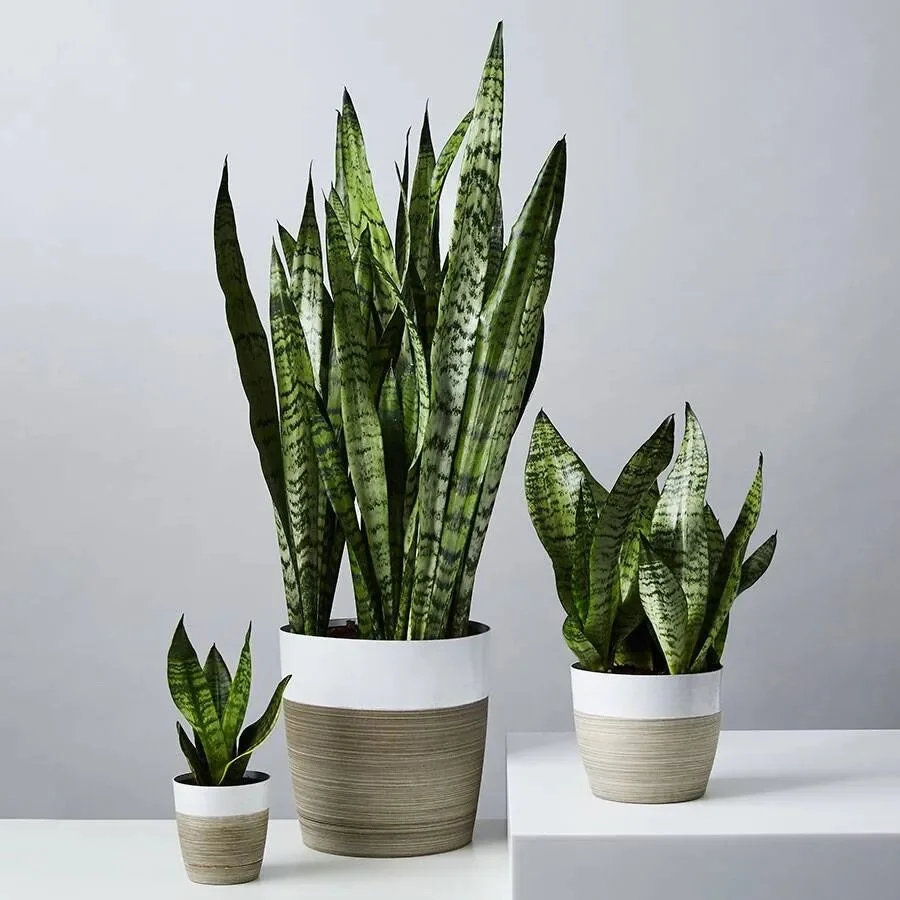 Snake Plant
